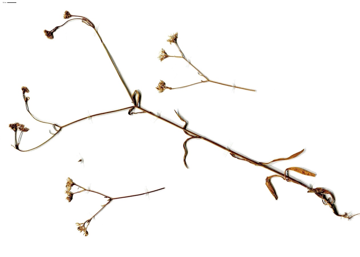 Valerianella dentata (Caprifoliaceae)